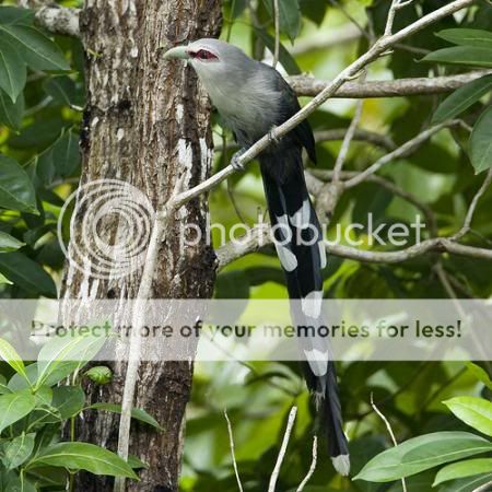 nuôi chim phướn con
