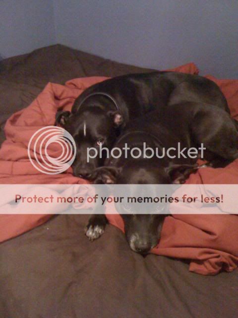 essay on pit bulls being banned essay on pit bulls being banned