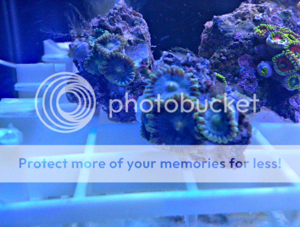 Pics from my Zoanthid Frag Tank Lotsa pics (+ My DIY Cree LED Lighting) Reef Central