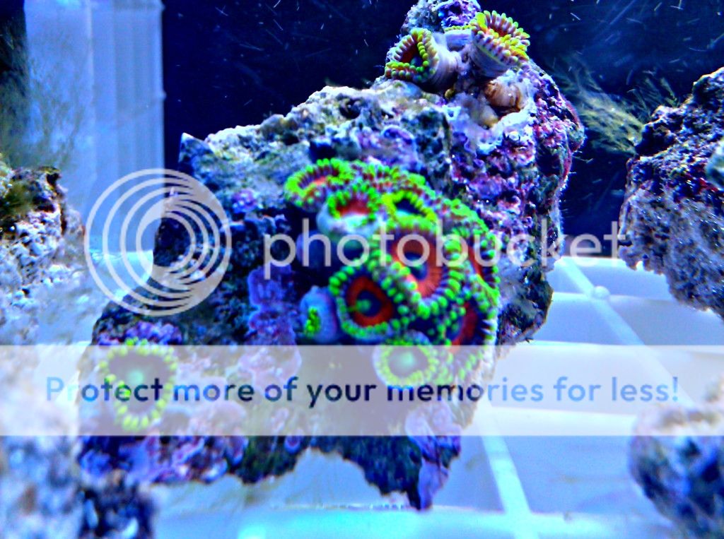 Pics from my Zoanthid Frag Tank Lotsa pics (+ My DIY Cree LED Lighting) Reef Central