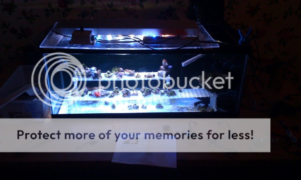 Pics from my Zoanthid Frag Tank Lotsa pics (+ My DIY Cree LED Lighting) Reef Central