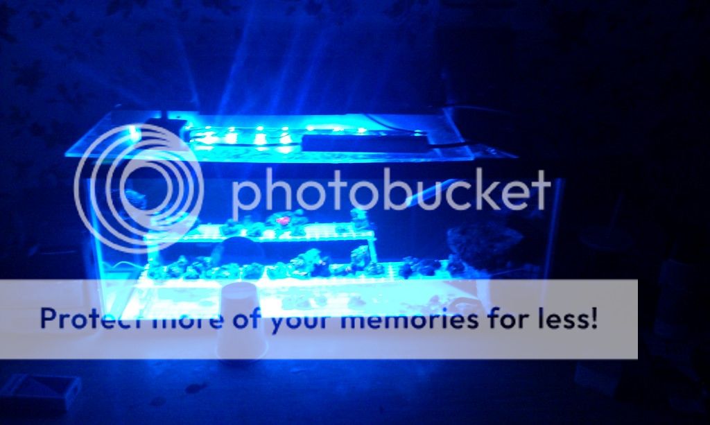 Pics from my Zoanthid Frag Tank Lotsa pics (+ My DIY Cree LED Lighting) Reef Central