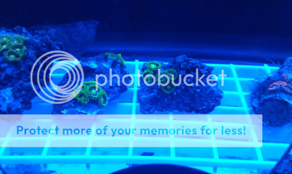 Pics from my Zoanthid Frag Tank Lotsa pics (+ My DIY Cree LED Lighting) Reef Central