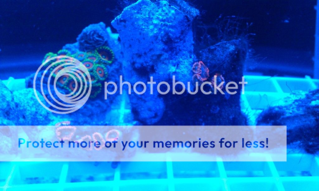 Pics from my Zoanthid Frag Tank Lotsa pics (+ My DIY Cree LED Lighting) Reef Central